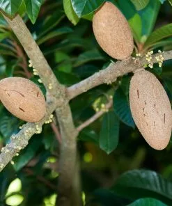 Brighter Blooms Fruit Trees Mamey Fruit Tree (Sapote)