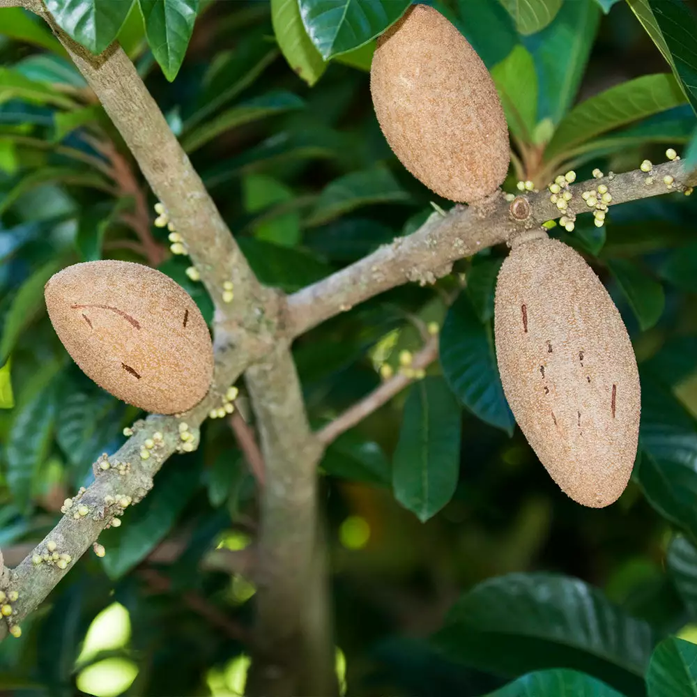 Brighter Blooms Fruit Trees Mamey Fruit Tree (Sapote) 2 Brighter Blooms Fruit Trees Mamey Fruit Tree (Sapote)