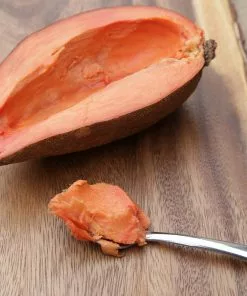 Brighter Blooms Fruit Trees Mamey Fruit Tree (Sapote) 7 Brighter Blooms Fruit Trees Mamey Fruit Tree (Sapote)