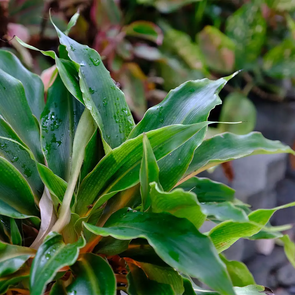 Brighter Blooms SHOP ALL Mandarin Plant 3 Brighter Blooms SHOP ALL Mandarin Plant