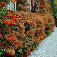 Brighter Blooms Pyracantha Mohave Shrub Evergreen & Privacy