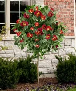 Brighter Blooms Ketchup & Mustard Standard Rose Tree 9 Brighter Blooms Ketchup & Mustard Standard Rose Tree