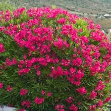 Brighter Blooms Red Oleander Shrub