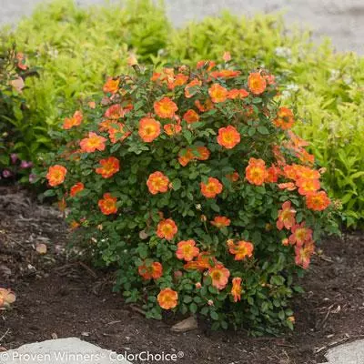 Brighter Blooms Oso Easy'® Hot Paprika Rose Roses 4 Brighter Blooms Oso Easy'® Hot Paprika Rose Roses