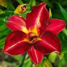 Brighter Blooms Perennials Pardon Me Daylily