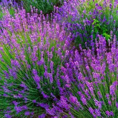Brighter Blooms Phenomenal Lavender Plant 3 Brighter Blooms Phenomenal Lavender Plant