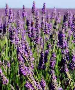 Brighter Blooms Phenomenal Lavender Plant 7 Brighter Blooms Phenomenal Lavender Plant