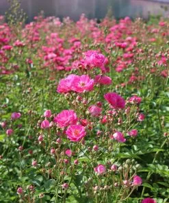 Brighter Blooms Roses Pretty Polly® Pink Rose 5 Brighter Blooms Roses Pretty Polly® Pink Rose