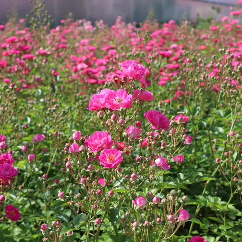 Brighter Blooms Roses Pretty Polly® Pink Rose 3 Brighter Blooms Roses Pretty Polly® Pink Rose