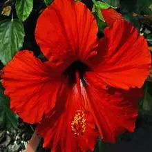 Brighter Blooms President's Red Hibiscus Shrub SHOP ALL