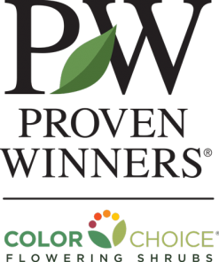 Brighter Blooms My Monet Weigela Shrub 11 Brighter Blooms My Monet Weigela Shrub