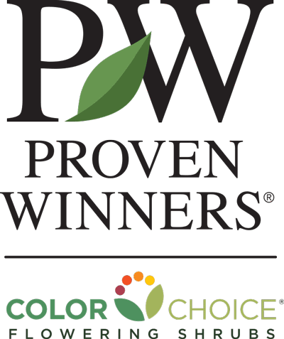 Brighter Blooms My Monet Weigela Shrub 6 Brighter Blooms My Monet Weigela Shrub