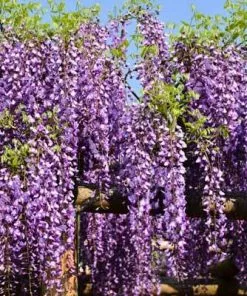 Brighter Blooms SHOP ALL Purple Wisteria Vine 8 Brighter Blooms SHOP ALL Purple Wisteria Vine