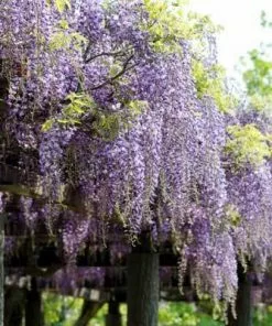 Brighter Blooms SHOP ALL Purple Wisteria Vine 9 Brighter Blooms SHOP ALL Purple Wisteria Vine