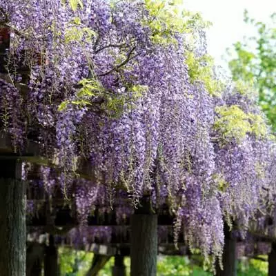 Brighter Blooms SHOP ALL Purple Wisteria Vine 4 Brighter Blooms SHOP ALL Purple Wisteria Vine