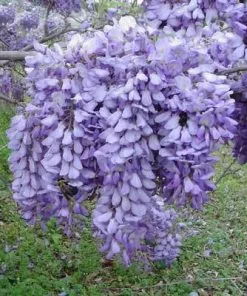 Brighter Blooms SHOP ALL Purple Wisteria Vine 10 Brighter Blooms SHOP ALL Purple Wisteria Vine