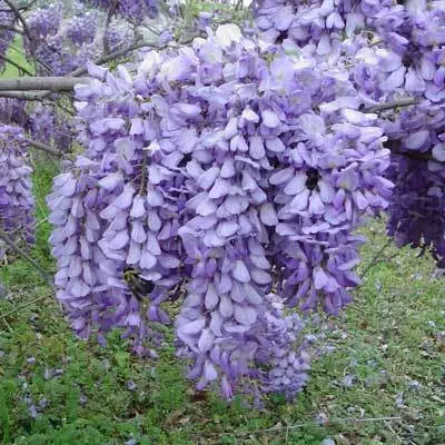 Brighter Blooms SHOP ALL Purple Wisteria Vine 5 Brighter Blooms SHOP ALL Purple Wisteria Vine