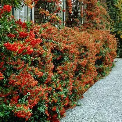 Brighter Blooms Pyracantha Mohave Shrub Evergreen & Privacy 2 Brighter Blooms Pyracantha Mohave Shrub Evergreen & Privacy