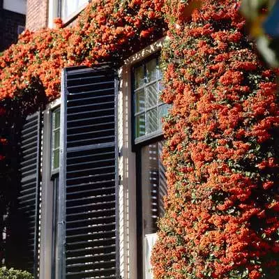 Brighter Blooms Pyracantha Mohave Shrub Evergreen & Privacy 3 Brighter Blooms Pyracantha Mohave Shrub Evergreen & Privacy