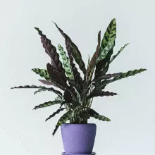 Brighter Blooms SHOP ALL Rattlesnake Plant