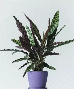 Brighter Blooms SHOP ALL Rattlesnake Plant
