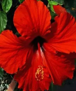 Brighter Blooms President's Red Hibiscus Shrub SHOP ALL
