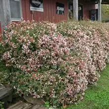 Brighter Blooms Shrubs & Hedges Rose Creek Abelia Shrub