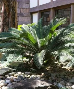 Brighter Blooms Sago Palm Tree Palm Trees