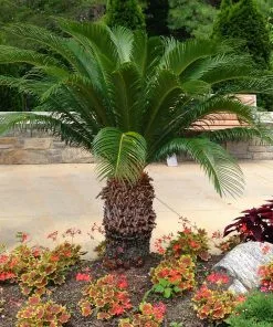 Brighter Blooms Sago Palm Tree Palm Trees 9 Brighter Blooms Sago Palm Tree Palm Trees