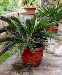 Brighter Blooms Sago Palm Tree Palm Trees 12 Brighter Blooms Sago Palm Tree Palm Trees