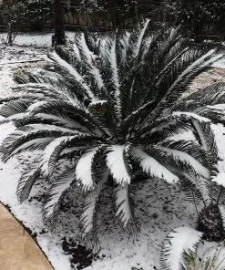 Brighter Blooms Sago Palm Tree Palm Trees 13 Brighter Blooms Sago Palm Tree Palm Trees
