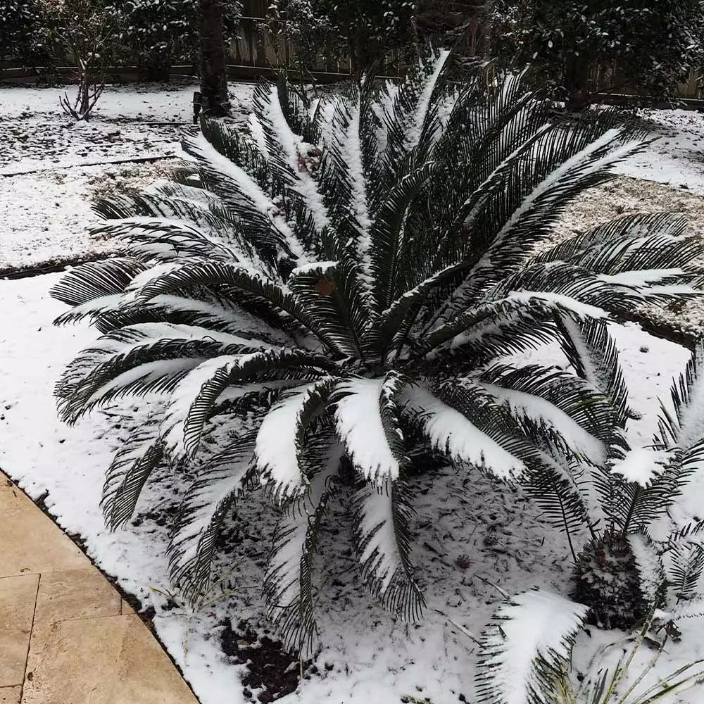 Brighter Blooms Sago Palm Tree Palm Trees 7 Brighter Blooms Sago Palm Tree Palm Trees
