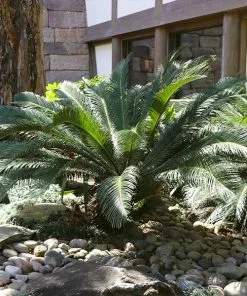 Brighter Blooms Sago Palm Tree Palm Trees