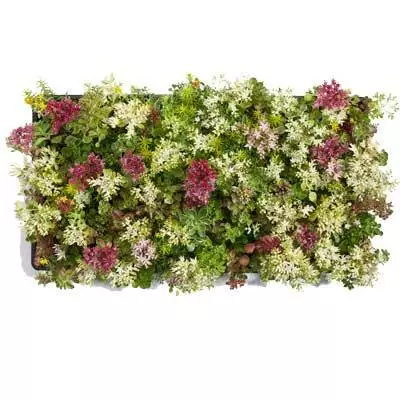 Brighter Blooms Sedum Tile SHOP ALL 5 Brighter Blooms Sedum Tile SHOP ALL