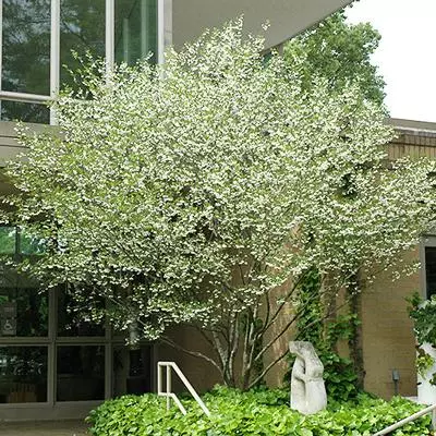 Brighter Blooms Snowbell Tree 2 Brighter Blooms Snowbell Tree