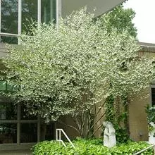 Brighter Blooms Snowbell Tree