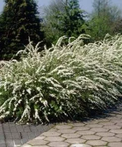 Brighter Blooms Bridal Wreath Spirea Shrub