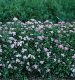 Brighter Blooms Shrubs & Hedges Little Princess Spirea Shrub 7 Brighter Blooms Shrubs & Hedges Little Princess Spirea Shrub