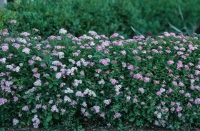 Brighter Blooms Shrubs & Hedges Little Princess Spirea Shrub 3 Brighter Blooms Shrubs & Hedges Little Princess Spirea Shrub