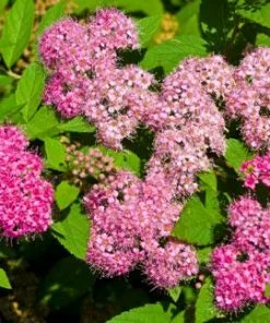 Brighter Blooms Shrubs & Hedges Little Princess Spirea Shrub
