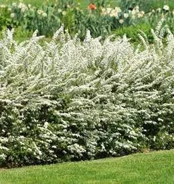 Brighter Blooms Shrubs & Hedges Vanhoutte Spirea Shrub 13 Brighter Blooms Shrubs & Hedges Vanhoutte Spirea Shrub