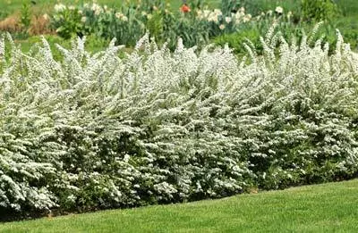 Brighter Blooms Shrubs & Hedges Vanhoutte Spirea Shrub 7 Brighter Blooms Shrubs & Hedges Vanhoutte Spirea Shrub