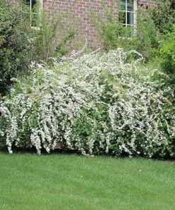 Brighter Blooms Shrubs & Hedges Vanhoutte Spirea Shrub 11 Brighter Blooms Shrubs & Hedges Vanhoutte Spirea Shrub