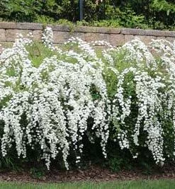 Brighter Blooms Shrubs & Hedges Vanhoutte Spirea Shrub 12 Brighter Blooms Shrubs & Hedges Vanhoutte Spirea Shrub