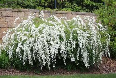 Brighter Blooms Shrubs & Hedges Vanhoutte Spirea Shrub 6 Brighter Blooms Shrubs & Hedges Vanhoutte Spirea Shrub