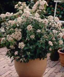 Brighter Blooms Spring Bouquet Viburnum Shrubs & Hedges 5 Brighter Blooms Spring Bouquet Viburnum Shrubs & Hedges