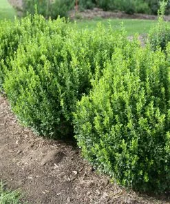 Brighter Blooms Sprinter® Boxwood Shrub 7 Brighter Blooms Sprinter® Boxwood Shrub