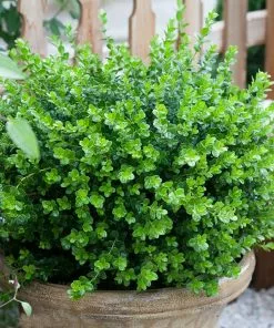 Brighter Blooms Sprinter® Boxwood Shrub 8 Brighter Blooms Sprinter® Boxwood Shrub