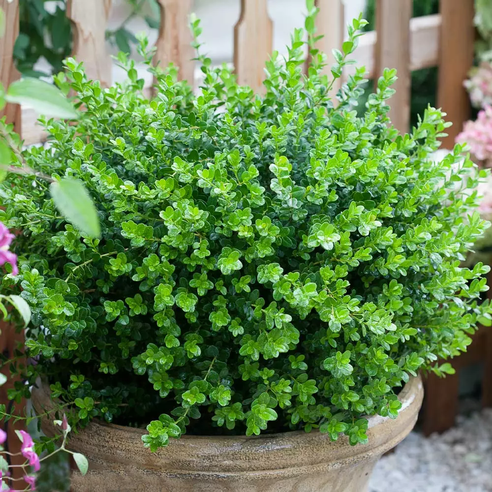 Brighter Blooms Sprinter® Boxwood Shrub 4 Brighter Blooms Sprinter® Boxwood Shrub