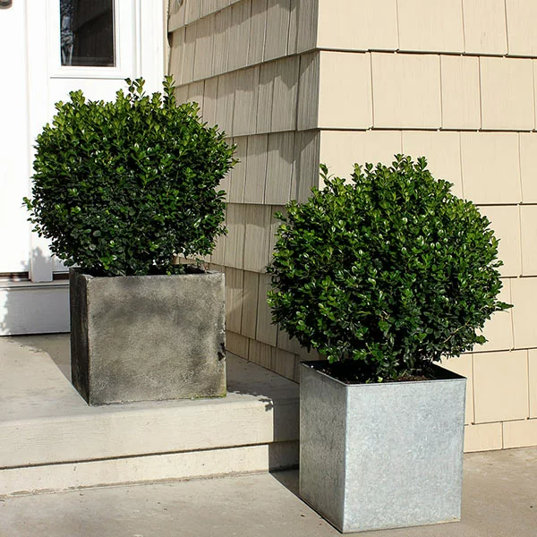 Brighter Blooms Sprinter® Boxwood Shrub 1 Brighter Blooms Sprinter® Boxwood Shrub